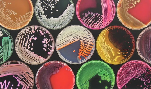 Laboratorio de Microalgas